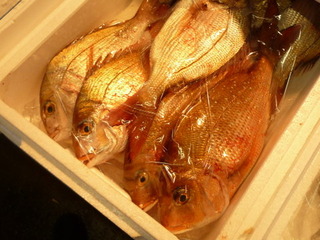 鯛