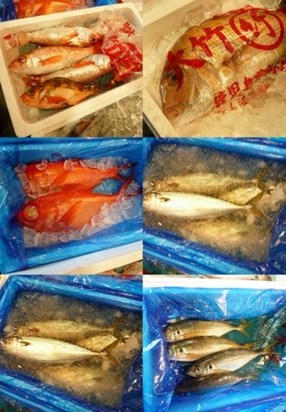 お魚