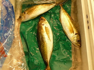 釣り鯵