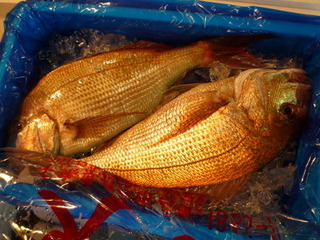 鯛