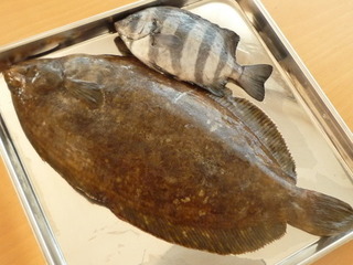 ナメタカレイと石鯛