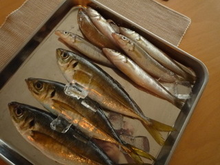 釣り鯵とシロギス